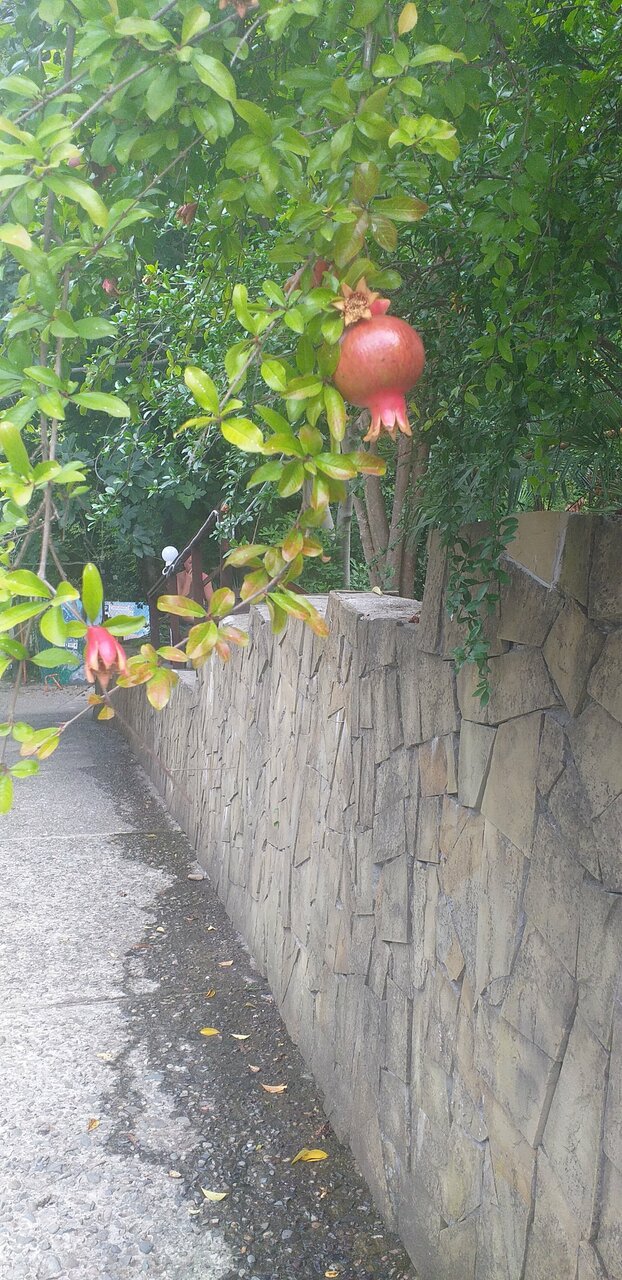 Мини-отель Оранжевое Солнце Лазаревское-249