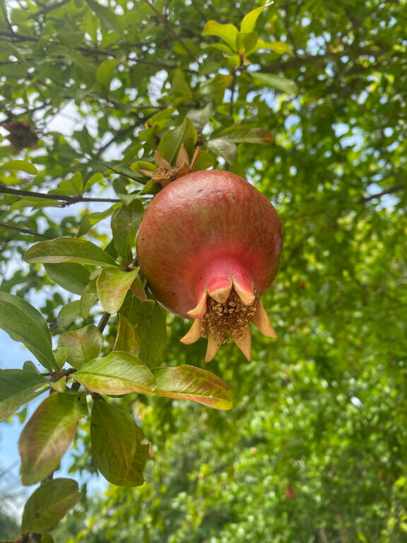 Мини-отель Оранжевое Солнце Лазаревское-238